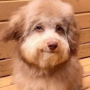 Meet your Posher, Priscilla